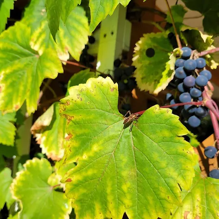 Klimaty- Nad Rzeka * Мендзылесие