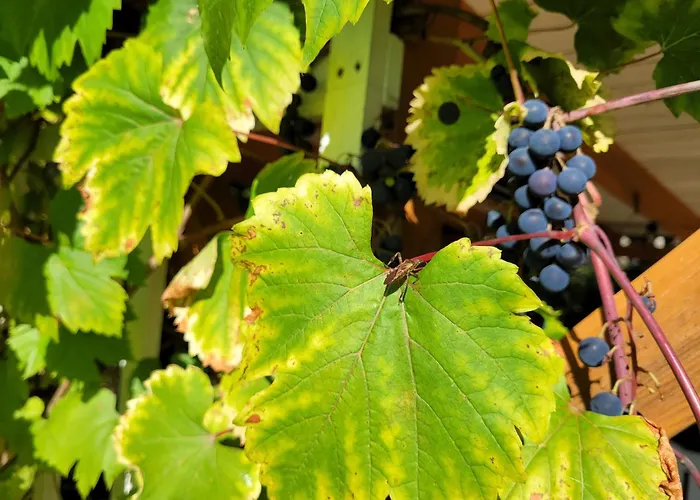 Klimaty- Nad Rzeka * Międzylesie